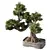 Zen Bonsai Tree Set 3D model small image 2