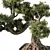 Zen Bonsai Tree Set 3D model small image 3