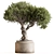 Bonsai Set - Indoor Plant 3D model small image 1