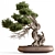 Bonsai Plant 754  Indoor 3D model small image 2