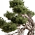 Bonsai Plant 754  Indoor 3D model small image 5