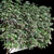 Actinidia Vine Plant Model - 3.4m 3D model small image 4