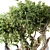 Jungle Tree & Ivy Plants Kit 3D model small image 4