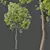 Sal Tree Model HQ 3D 3D model small image 2