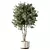 Luxury Indoor Plant Set Ensemble 3D model small image 1