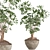 Schefflera Arboricola Indoor Plant Vase 3D model small image 1