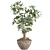 Schefflera Arboricola Indoor Plant Vase 3D model small image 2