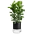 Ficus Lyrata: Dark Planter Décor 3D model small image 7