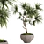 Realistic Dracaena & Schefflera Plants 3D model small image 1