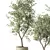 Elegant Olive Tree Indoor Set 3D model small image 2