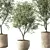 Elegant Olive Tree Indoor Set 3D model small image 3