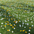 Meadow Bliss 3D model small image 4