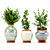  PBR Indoor Plant Set 3D model small image 4