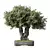 Zen Olive Bonsai Set.156 3D model small image 1