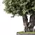 Zen Olive Bonsai Set.156 3D model small image 2