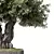 Zen Olive Bonsai Set.156 3D model small image 3