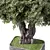 Zen Olive Bonsai Set.156 3D model small image 4