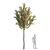 Paul's Scarlet Hawthorn Tree Models 3D model small image 4