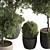 Grove Greenery 765 - Potted Tree 3D model small image 4