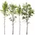 Spring Birch & Beech Tree 3D 3D model small image 1