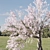 Cherry Blossom Tree Vol. 98 3D model small image 4