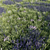 Lavender Meadow 3D Model 3D model small image 1