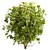 Premium Viburnum Tinus Shrub Model 3D model small image 3