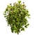 Premium Viburnum Tinus Shrub Model 3D model small image 5