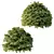 Title: Versatile Cypress Bush 3D Model 3D model small image 5