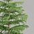 Evergreen Norfolk Pine Vol 33 3D model small image 3