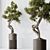  Bonsai Pine Thunbergii Set 3D model small image 4