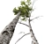 Betula Pendula 3D Tree Bundle 3D model small image 3