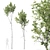 Betula Pendula 3D Tree Bundle 3D model small image 5