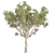 High-Quality Eucalyptus Scoparia Tree 3D model small image 2