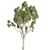 High-Quality Eucalyptus Scoparia Tree 3D model small image 4