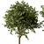 Russian Pine Tree Replica: 3D Model 3D model small image 2