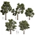 High-Quality Collection Eucalyptus Tree 3D model small image 1