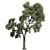 High-Quality Collection Eucalyptus Tree 3D model small image 3