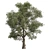 High-Quality Collection Eucalyptus Tree 3D model small image 4