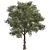 High-Quality Collection Eucalyptus Tree 3D model small image 5