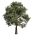 High-Quality Collection Eucalyptus Tree 3D model small image 6