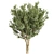 Premium Eucalyptus Lehmannii Tree Model 3D model small image 5