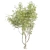 Premium Eucalyptus Camaldulensis Tree 3D model small image 4