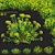 Bush Bupleurum Fruticosum Set 3D model small image 1