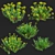 Bush Bupleurum Fruticosum Set 3D model small image 4