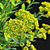 Bush Bupleurum Fruticosum Set 3D model small image 6