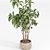 Modern Indoor Plant Set 059 3D model small image 4