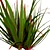 Indoor Dragon Palm Trees Set 3D model small image 3