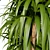 Indoor Dragon Palm Trees Set 3D model small image 5