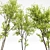 Spring Acer Tree Collection 3D 3D model small image 3